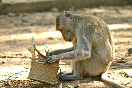 monkey playing basketの写真素材