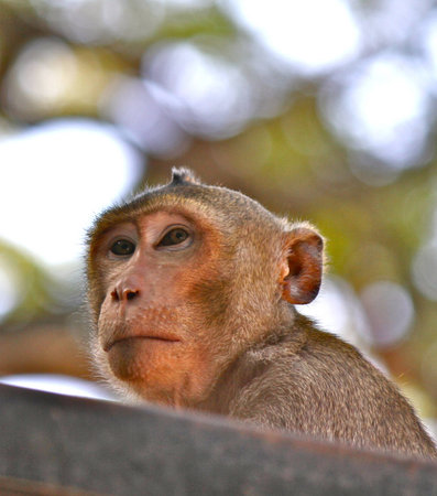 monkey look forward