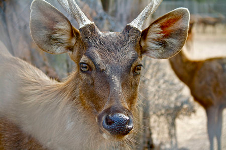 brown deer with hornの写真素材