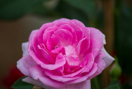 beautiful pink rose in a garden, spring time, blurred backgroundの写真素材