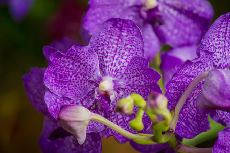 Closed up beautiful violet Vanda orchids in a garden, winter, Asia,Thailandの写真素材
