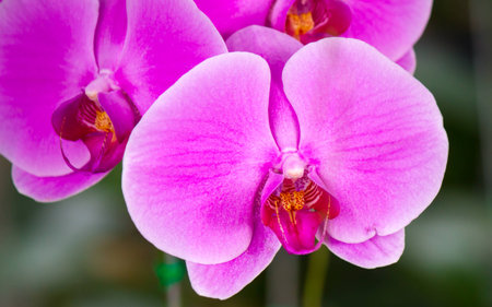 Closed up pink beautiful Phalaenopsis orchids in winter time at a garden,Asia,Thailandの写真素材