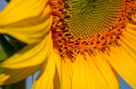 closed up petals and pollen in pattern of a sunflower in morning sunshine day,January,Thailandの写真素材