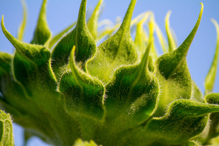 closed up a young sunflower stalk, fresh light green, morning sunshineの写真素材