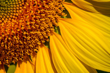 closed up beautiful pattern of petal sunflower with small pollen, morning sunshine dayの写真素材