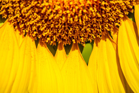 closed up pattern of petal sunflower with small pollen, morning winterの写真素材