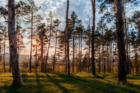 A forest of tall trees at sunrise on amazing weather.の写真素材