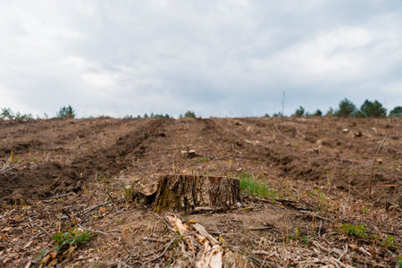 A stump after deforestation on fertile soil on cloudy weather and some trees in the background, aligned in the center.の写真素材