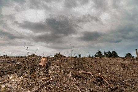 A stump after deforestation on fertile soil on cloudy weather and some trees in the background and gray clouds, aligned to the left.の写真素材