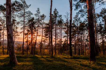 A forest of tall trees at sunrise on amazing weather.の写真素材