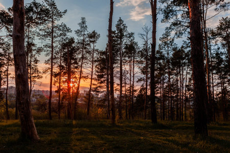 A forest of tall trees at sunrise on amazing weather.の写真素材