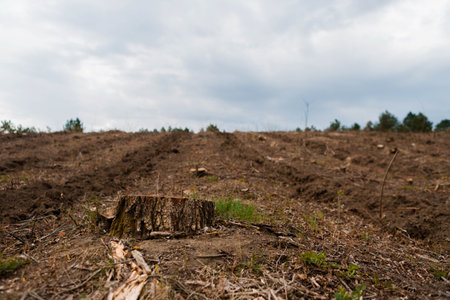 A thick stump after deforestation on fertile soil on cloudy weather and some trees in the background, aligned to the left.の写真素材