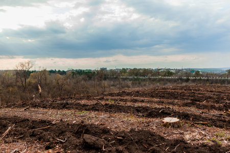 Some tree stumps left after deforestation, in background a road and a small forest and beautiful clouds.の写真素材