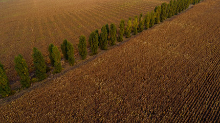 A golden wheat field and a line of trees, shot from above.の写真素材