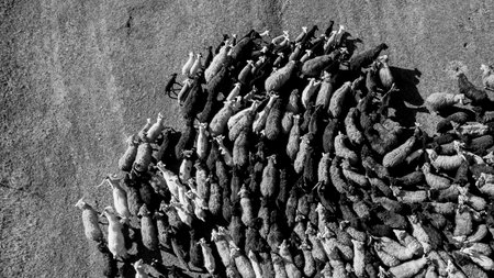 A heard of sheep shot from above, black and white.の写真素材