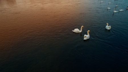 Beautiful view of graceful white swans swimming in a blue, clear lake.の写真素材