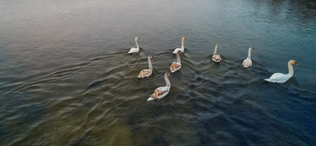 Beautiful view of graceful white swans swimming in a blue, clear lake.の写真素材