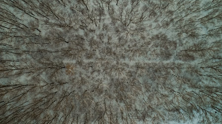 Aerial view of a white snowy forest.