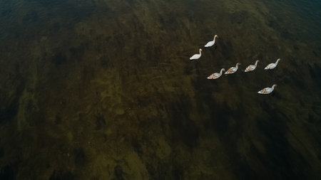 Beautiful view of graceful white swans swimming in a blue, clear lake.の写真素材