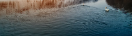 Beautiful view of a graceful white swan swimming in a blue, clear lake.の写真素材