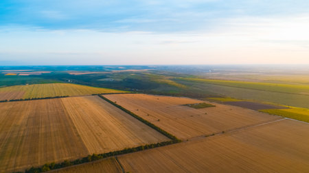 Aerial view of golden wheat fields separated by lines of green trees and of a beautiful clear sky.の写真素材
