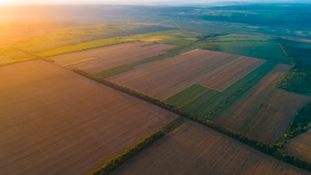 Aerial view of golden wheat fields and lines of green trees, during sunrise.の写真素材