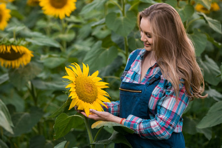 Gorgeous young female farmer standing in the middle of a green sunflower field examining a golden sunflower, during a sunny, beautiful day.の写真素材