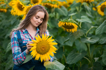 Gorgeous young female farmer standing in the middle of a green sunflower field examining a golden sunflower, during a sunny, beautiful day.の写真素材