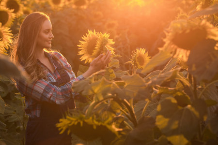Gorgeous young female farmer standing in the middle of a green sunflower field examining a golden sunflower, during a majestic sunrise in the early morning.の写真素材
