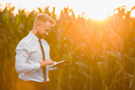 Attractive businessman typing on his black tablet in the middle of a green corn field during a beautiful sunrise.の写真素材