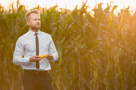 Attractive, young businessman standing in the middle of a corn field with an yellow corn during a beautiful sunrise.の写真素材