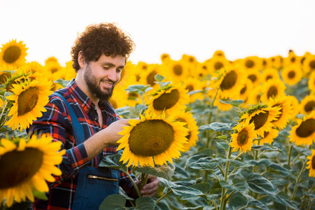 Handsome young farmer standing in the middle of a golden sunflower field smiling, examining a sunflower during a sunny, beautiful day.の写真素材