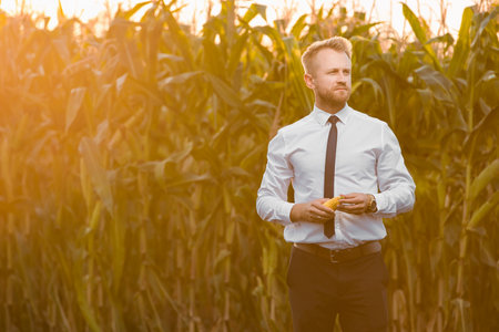 Attractive, young businessman standing in the middle of a corn field with an yellow corn during a beautiful sunrise.の写真素材