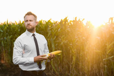 Handsome, blonde businessman holding an yellow corn and standing in the middle of a beautiful corn field during sunrise.の写真素材