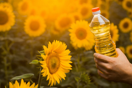 Close up view of a young farmer's hands while he is holding a sunflower oil bottle and standing in the middle of a golden sunflower field, during a majestic sunrise.の写真素材