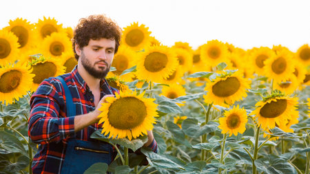 Handsome young farmer standing in the middle of a golden sunflower field examining a sunflower during a sunny, beautiful day.の写真素材