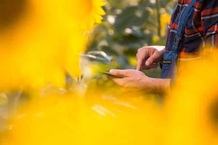 Close up view of a young farmer's hands while he is making notes on his tablet and standing in the middle of a golden sunflower field.の写真素材