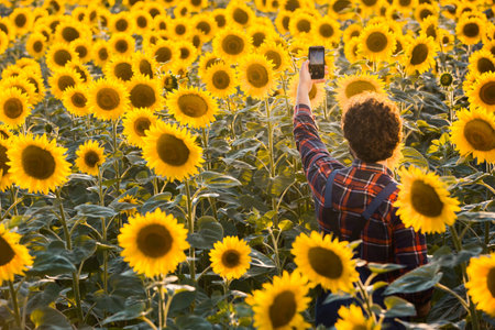 Handsome young farmer standing in the middle of a golden sunflower field shooting a video with his phone during a sunny, beautiful day.の写真素材