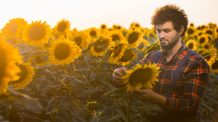 Handsome young farmer standing in the middle of a golden sunflower field examining a sunflower during a sunny, beautiful day.の写真素材