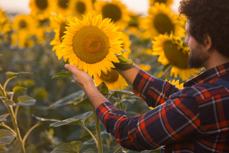 Handsome young farmer standing in the middle of a golden sunflower field examining a sunflower during a sunny, beautiful day, shot from behind.の写真素材