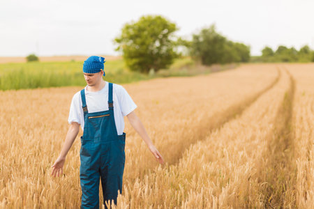 Farmer walking and examining his beautiful, yellow wheat field.の写真素材