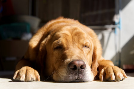 brown dog is sleeping on the floor at the summer time