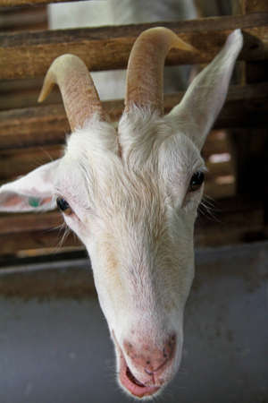 Goat Farm At Balik Pulau Sungai Pinang. のeditorial素材