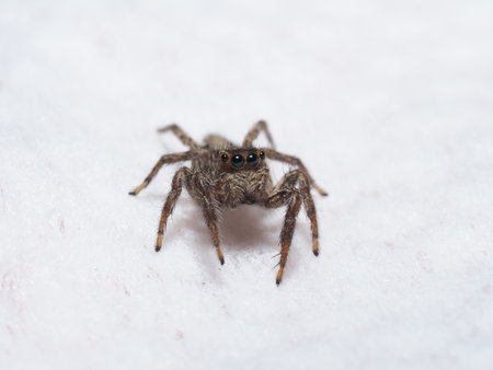 Male Plexippus Petersi Jumping Spider