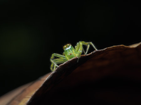 Jumping Spider in the natureの写真素材