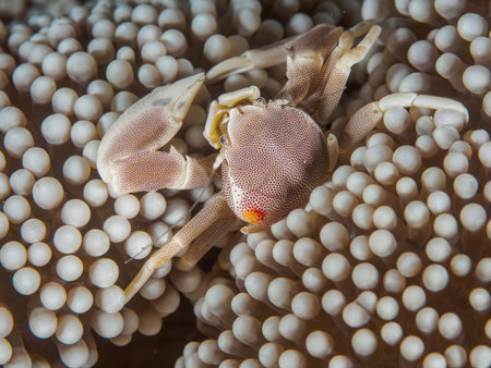Porcelain Crab on Anemone in Philippinesの写真素材