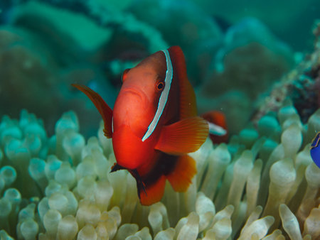 Red-White Clownfish on amemoneの写真素材