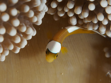 Baby Clown fish in Anemoneの写真素材
