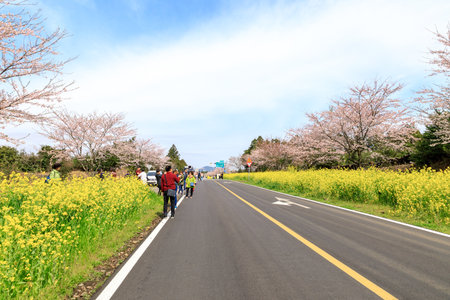 Spring canola blossom on the street in Jeju Island, South Koreaのeditorial素材