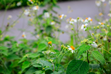 Background of many small flowers of chrysanthemum. Summer seasonの写真素材
